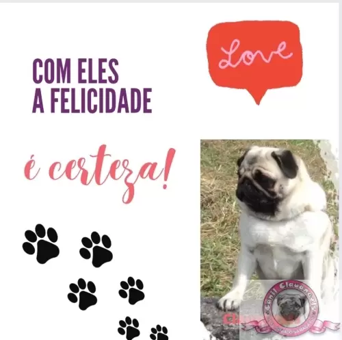 Momentos Pug