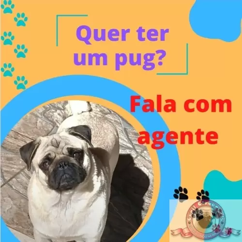 Momentos Pug
