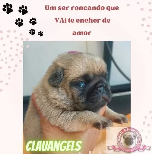 Momentos Pug