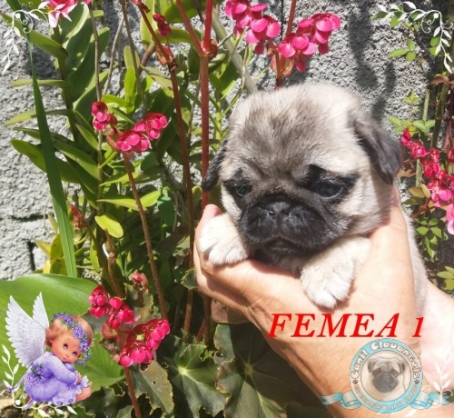 Fotos Ninhada